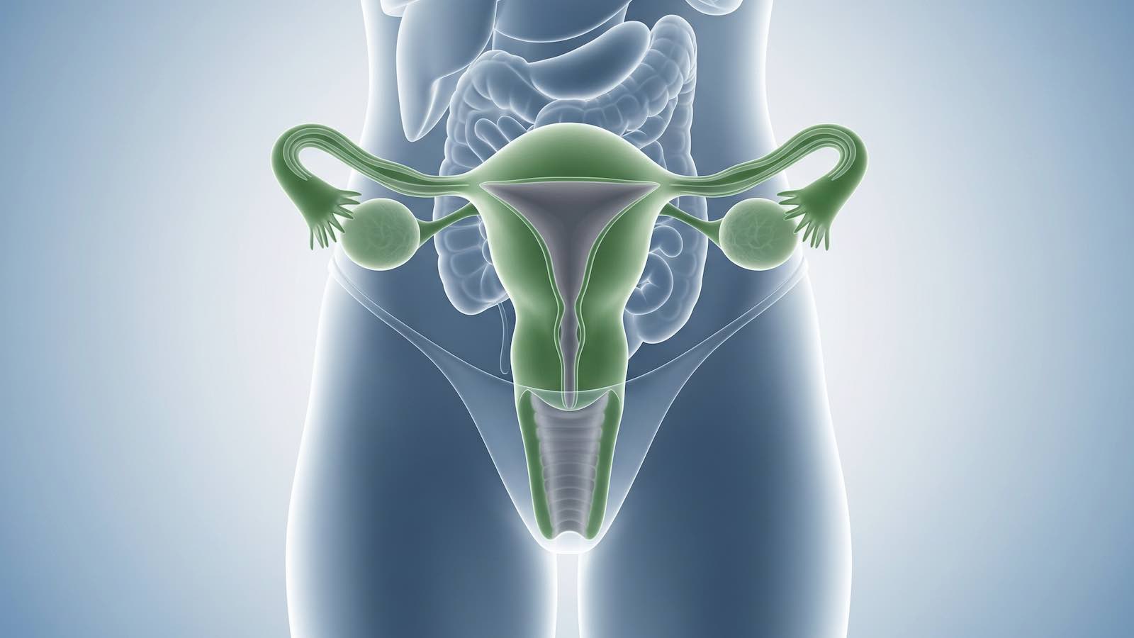 Gynécologue Obstetricien - Dr Mounia Alaoui Tahiri - Image - Publications - Conseils et Actualité - L’anatomie féminine - Comprendre le corps féminin et son fonctionnement